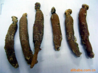 深耕沃土，匠心培育——探索人參種植的綠色未來