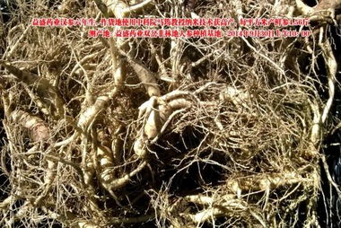 益盛藥業萬畝農田種植人參遇干旱仍增產，西洋參成亮點